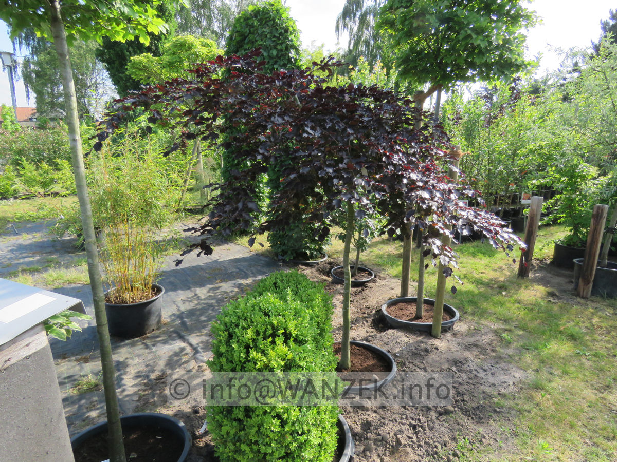 Fagus sylvatica Tortuosa Purpurea 001.JPG